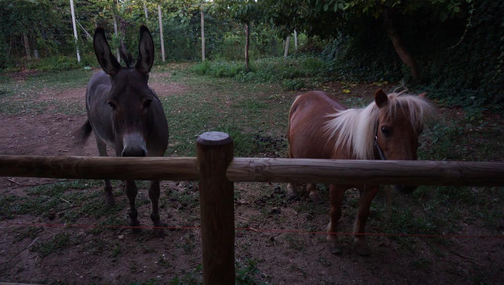 Agriturismo Fior Di Pesco Hotel ซอมมาคัมปาญา ภายนอก รูปภาพ